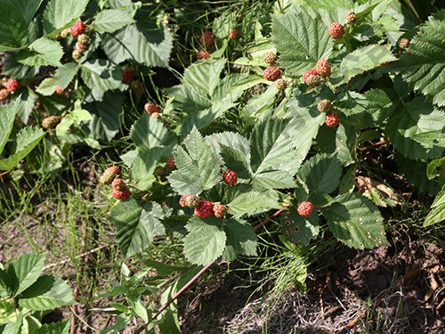 黑莓基地