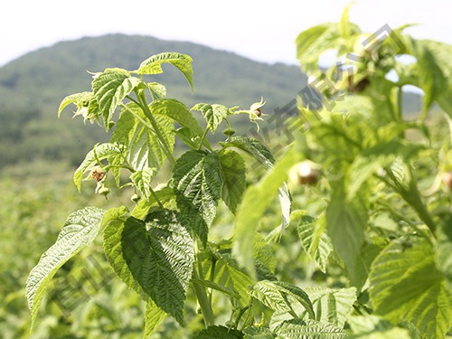 黃樹(shù)莓皇蜜
