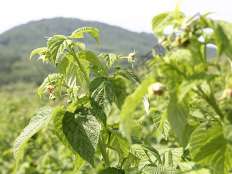 黃樹(shù)莓皇蜜