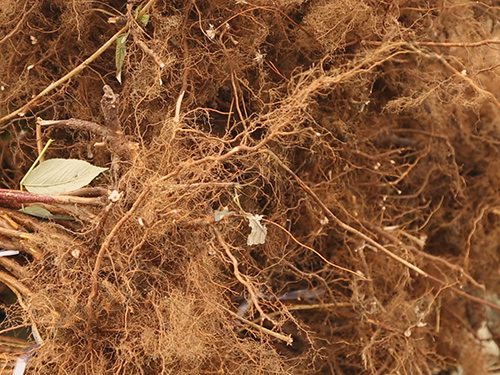 根系發(fā)達樹(shù)莓苗