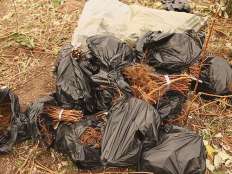 樹(shù)莓發(fā)貨中