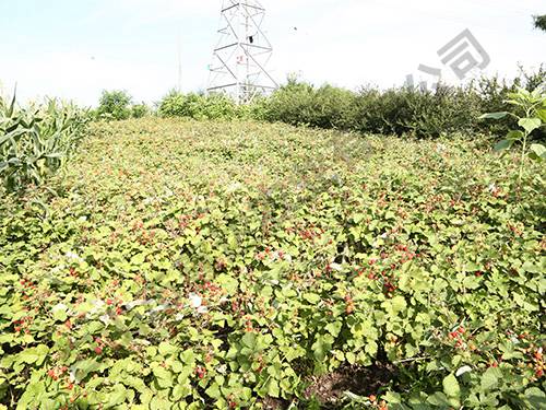 豐滿(mǎn)紅基地