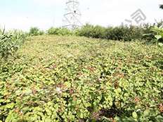 豐滿(mǎn)紅基地