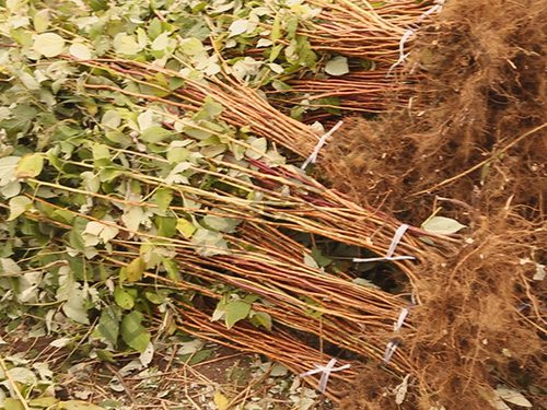 紅樹(shù)莓發(fā)貨中