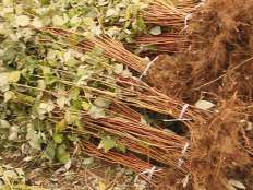 紅樹(shù)莓發(fā)貨中