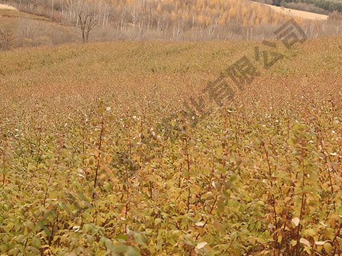 雙季紅樹(shù)莓基地