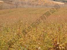 雙季紅樹(shù)莓基地