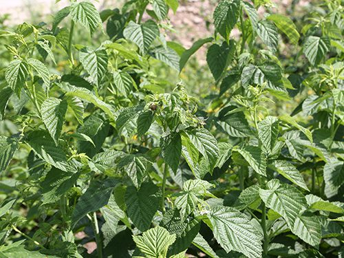 雙季黃樹(shù)莓基地