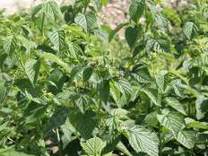 雙季黃樹(shù)莓基地