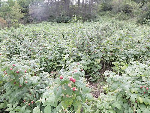 雙季紅樹(shù)莓苗