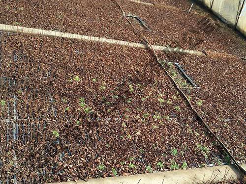 黑果花楸扦插基地