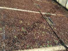 黑果花楸扦插基地