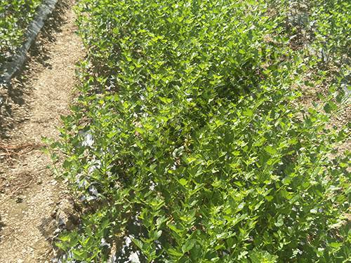 燈籠果扦插基地