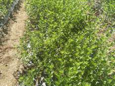 燈籠果扦插基地