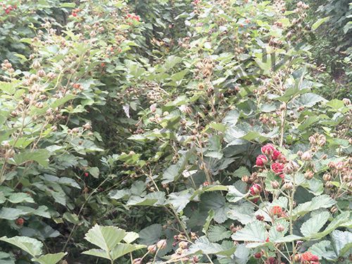 豐滿(mǎn)紅結果時(shí)