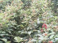 豐滿(mǎn)紅結果時(shí)