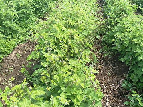 豐滿(mǎn)紅基地