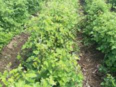 豐滿(mǎn)紅基地