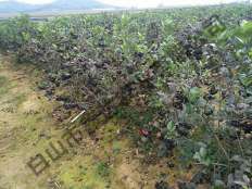 黑果花楸種植基地