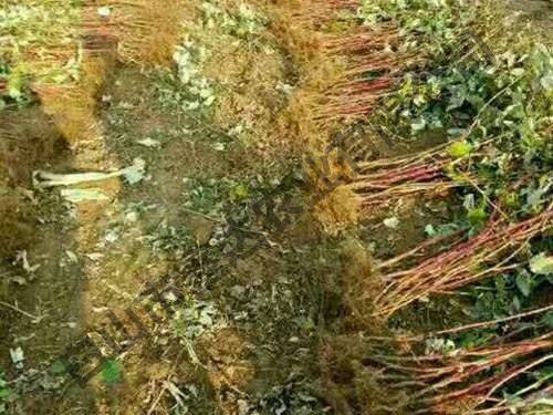 紅樹(shù)莓起苗時(shí)