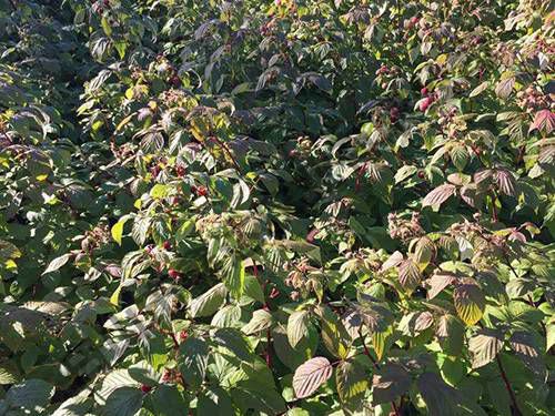 紅樹(shù)莓基地