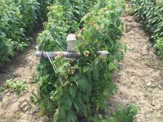 紅樹(shù)莓苗采摘