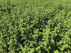 黃樹(shù)莓基地