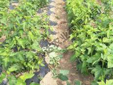 黑加侖扦插基地