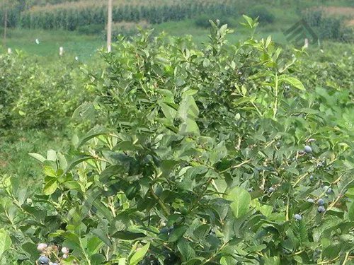 藍莓苗