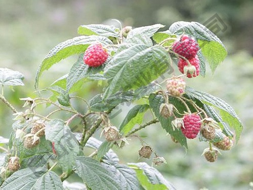 秋萍紅樹(shù)莓