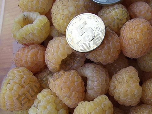 雙季金秋黃樹(shù)莓