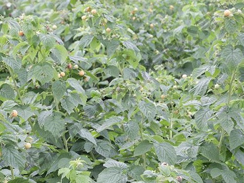 雙季黃樹(shù)莓金秋