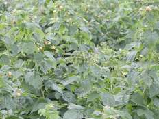 雙季黃樹(shù)莓金秋