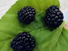 三冠王黑樹(shù)莓