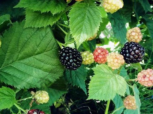 三冠王黑樹(shù)莓