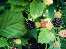 三冠王黑樹(shù)莓