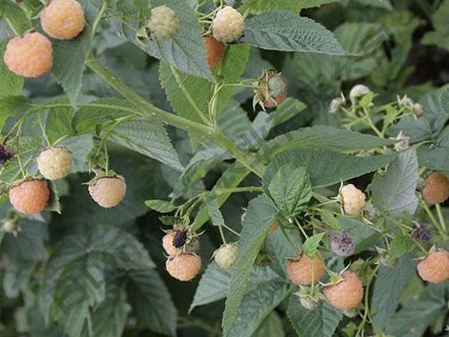 雙季黃樹(shù)莓金秋