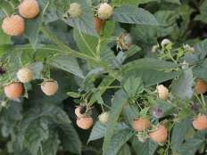 雙季黃樹(shù)莓金秋