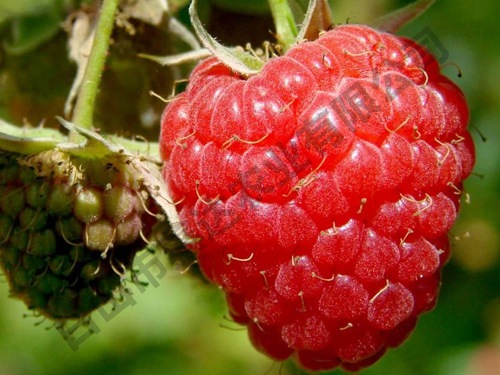 樹(shù)莓新品種新星