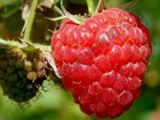 樹(shù)莓新品種新星