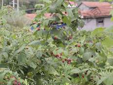 哈瑞紅樹(shù)莓