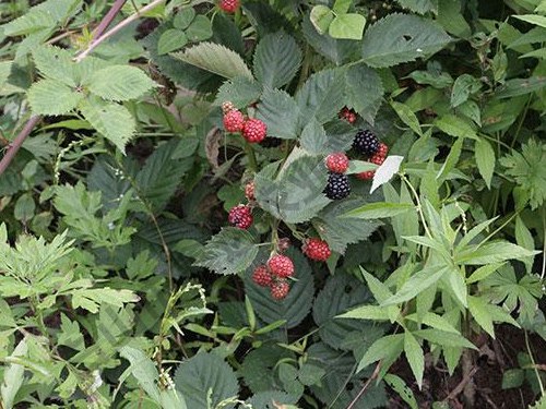 黑樹(shù)莓三冠王