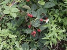 黑樹(shù)莓三冠王