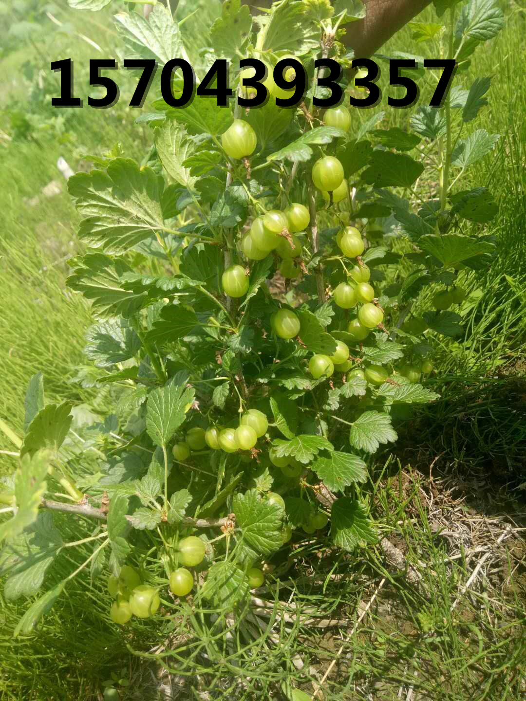 燈籠果兩年生結果狀