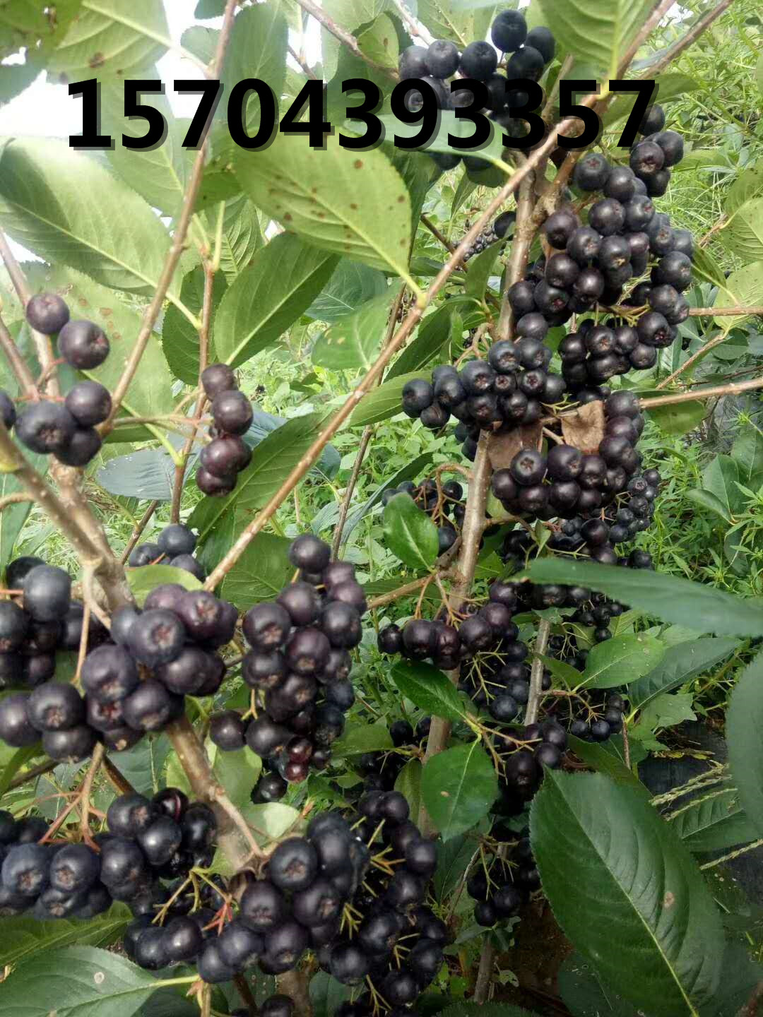 黑果花楸豐產(chǎn)結果