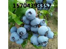 藍莓果實(shí)成熟