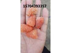 樹(shù)莓新品種橙色奇跡