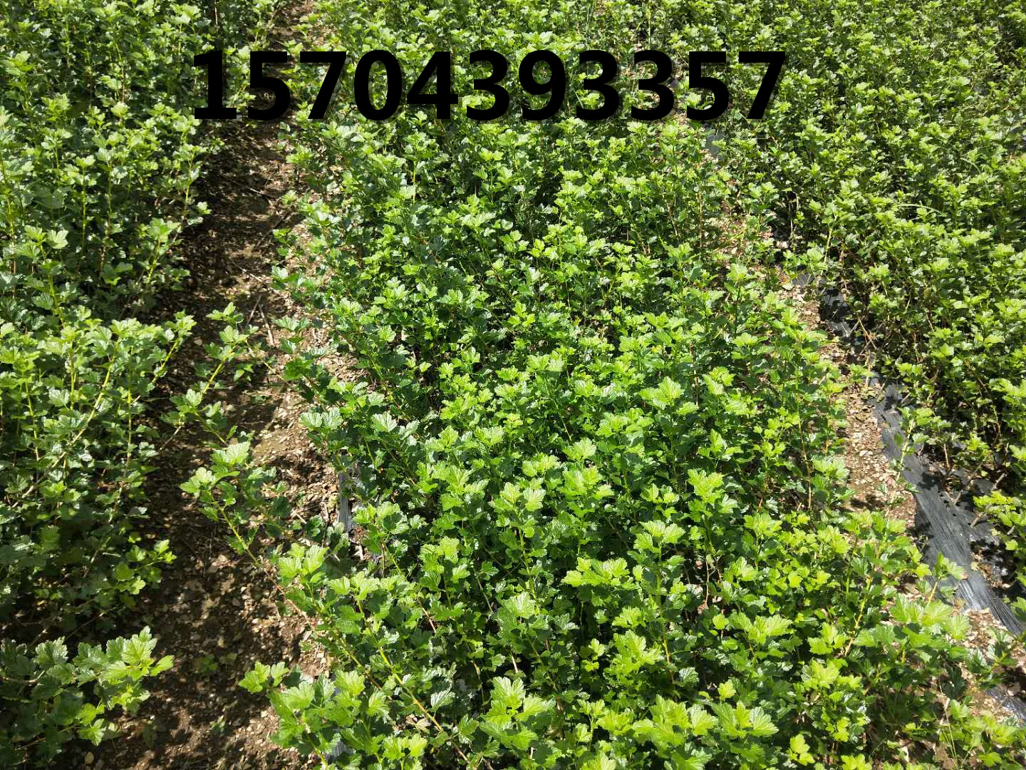 燈籠果苗育苗區展示