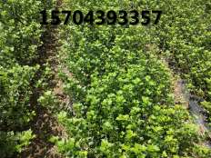 燈籠果苗育苗區展示