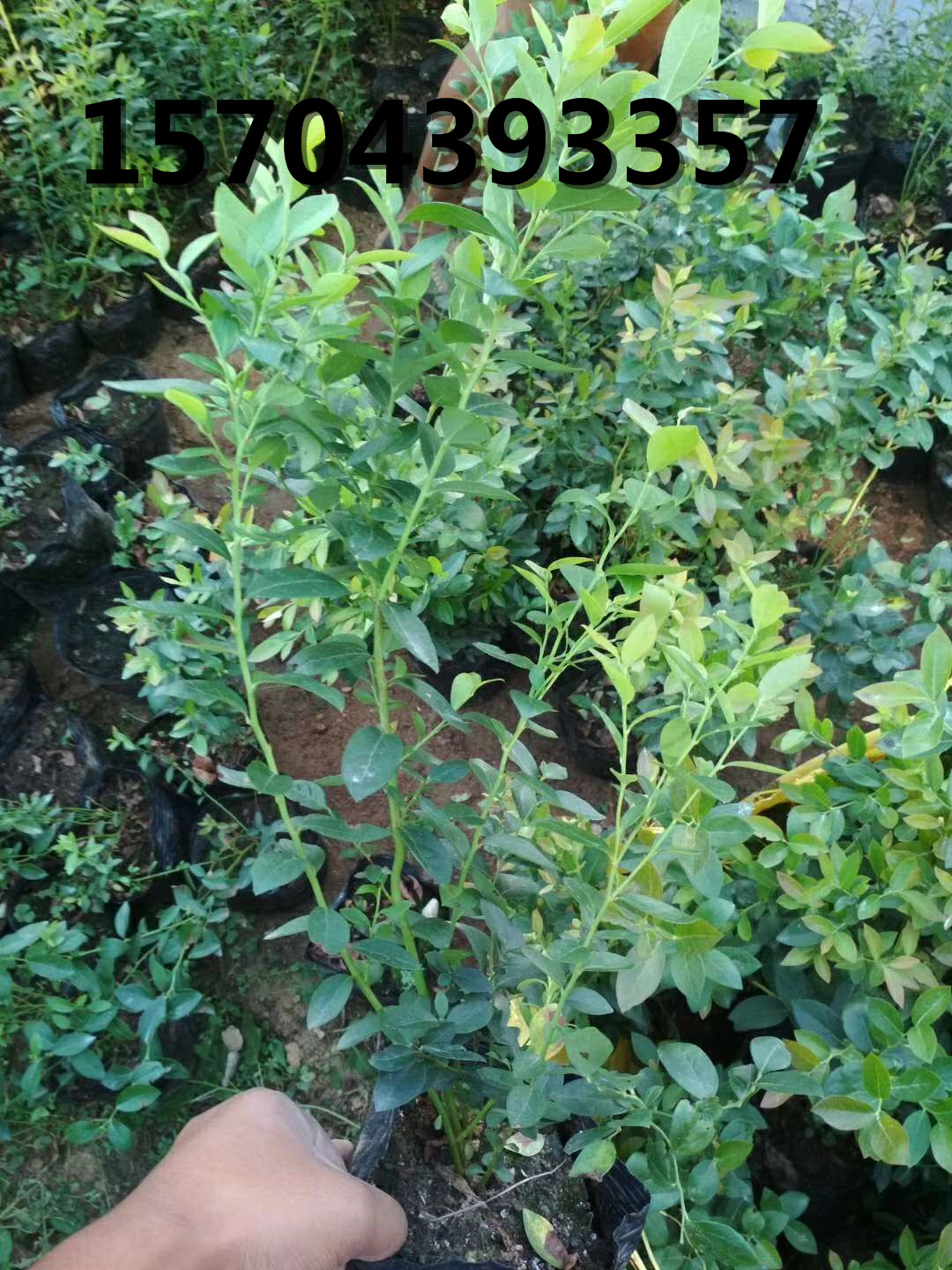 藍莓苗單株展示